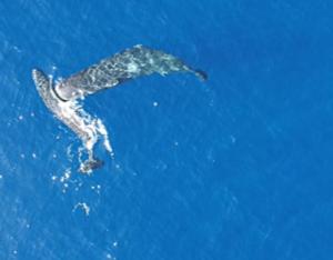Moby Dick ‘ship sinking’ sperm whales caught headbutting on camera