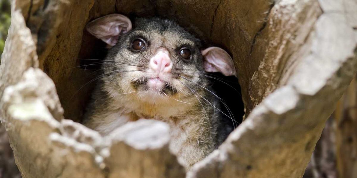 Animals considered extinct for 6,000 years just re-emerged in a New Guinea rainforest