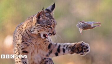 A dark-furred monkey with a distinctive pale mane runs along a path, its face sharply in focus. A small infant clings close, partially hidden, as the background blurs with motion.