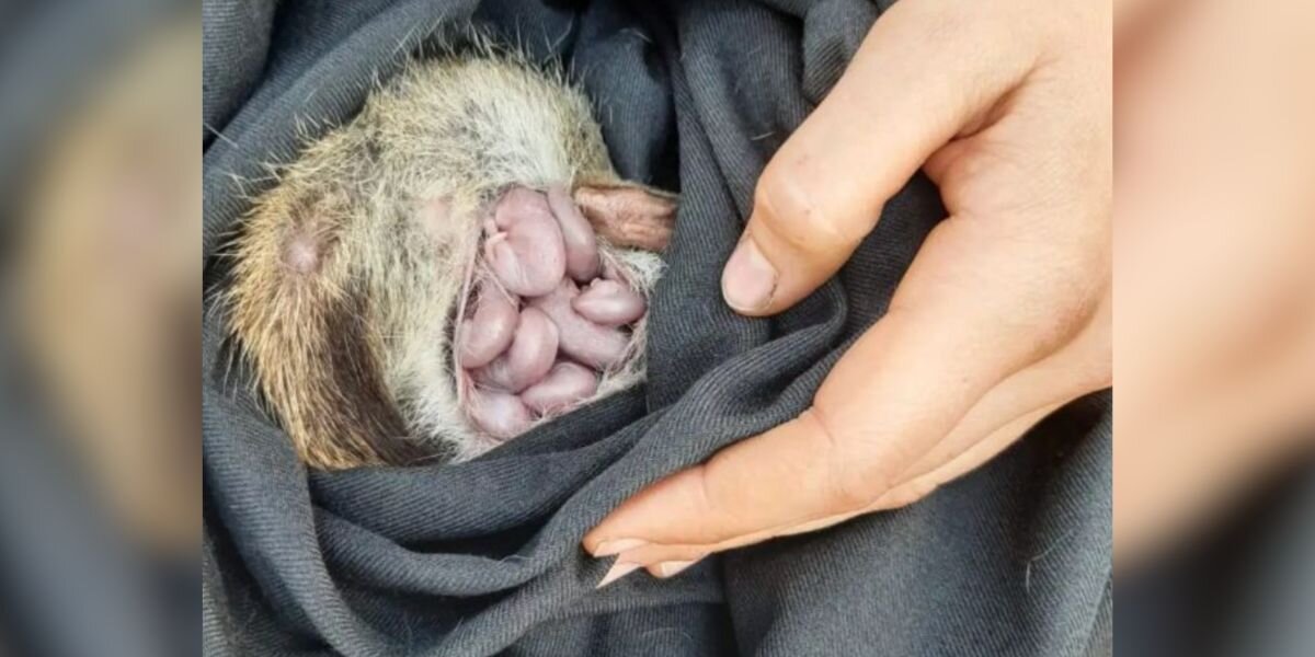 Research Team Is Thrilled To Find Endangered 'Jellybeans' In Wild Mama's Pouch