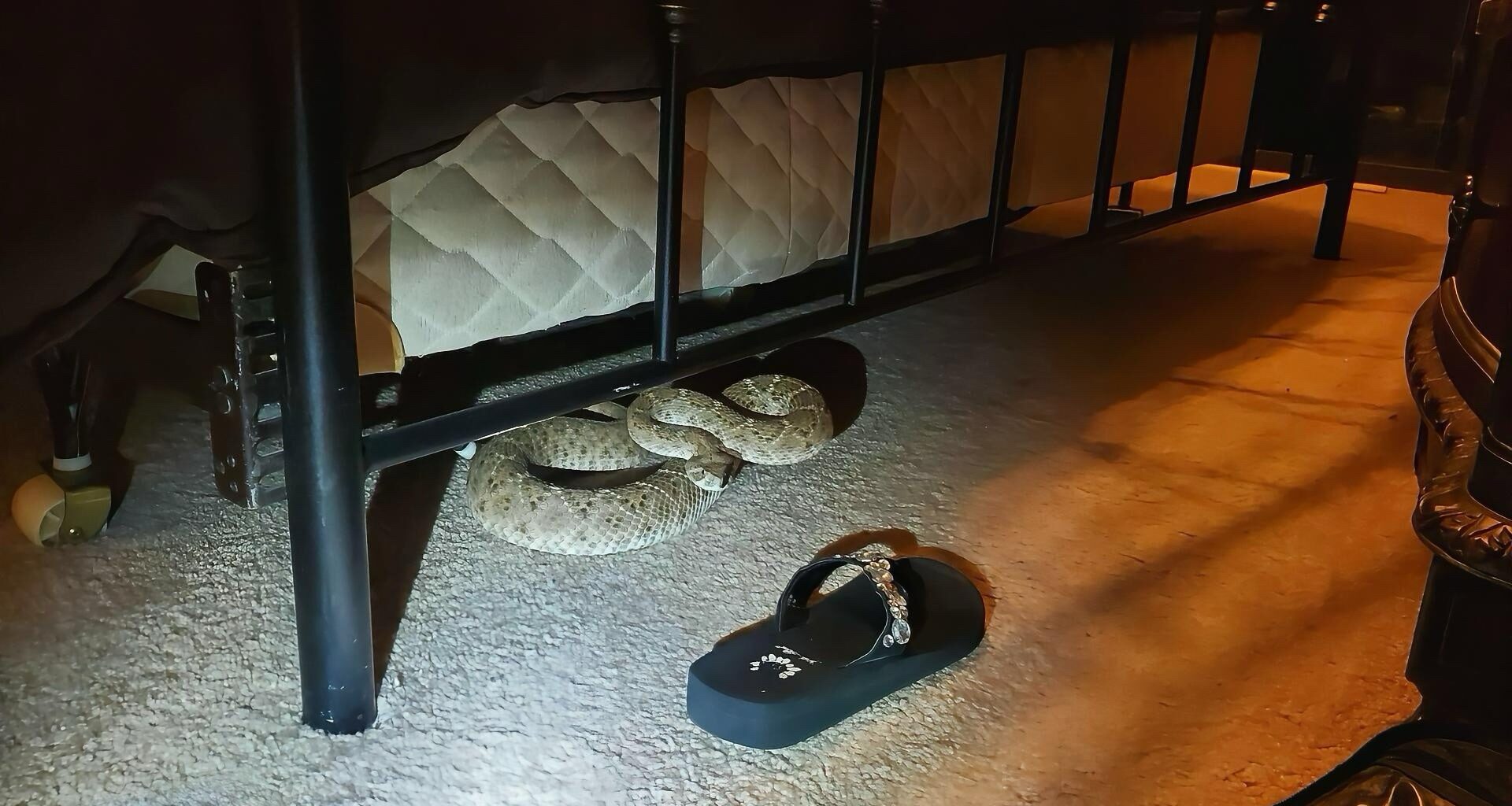 Rattlesnake under South Texan's bed prompts safety warnings