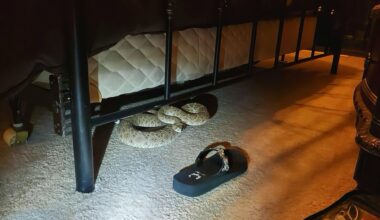 Rattlesnake under South Texan's bed prompts safety warnings