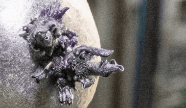Nasa astronaut shares new photo of twisted purple growth on board International Space Station