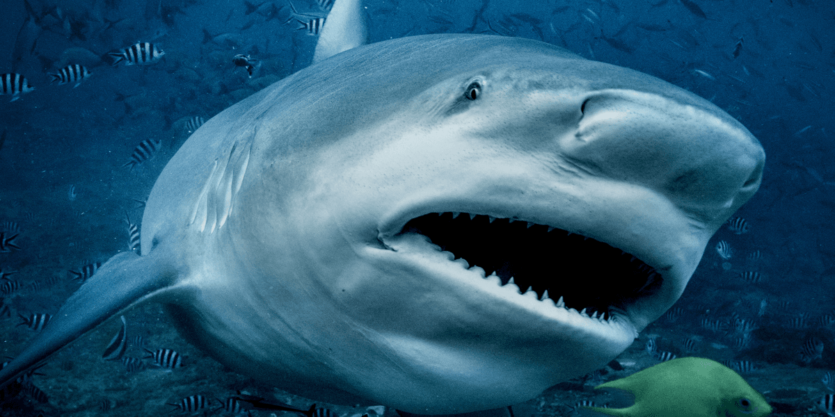 Sharks 'drugged with cocaine and painkillers' found near the Bahamas