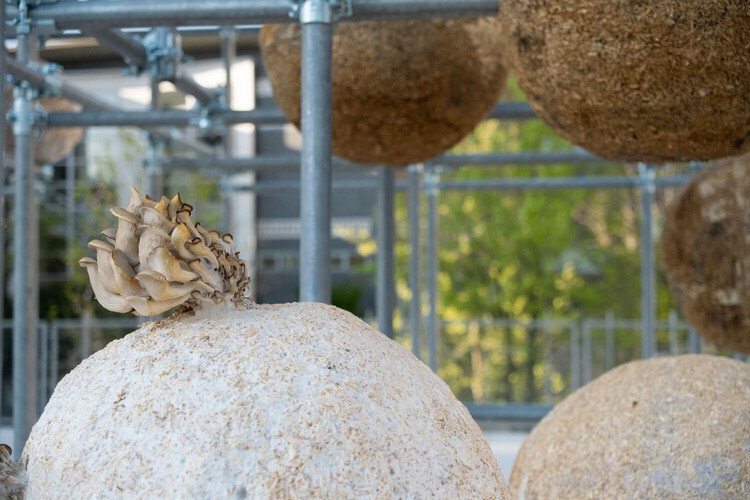 Designing with Living Matter: 5 Installations Using Bio-Based Materials and Digital Fabrication - Image 11 of 16