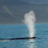 The upper half of a humpback whale swimming in bright blue water with an exhalation coming out of its blowhole.