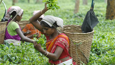 Assam tribe’s herbal remedies reveal 39 medicinal plants with healing potential: Study