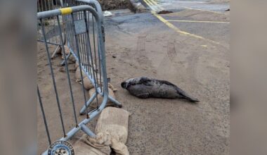 Rescue Puts Barrier Around A Baby Seal — Then Seal Decides He 'Makes The Rules'