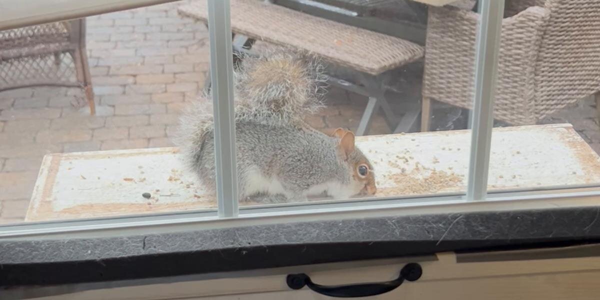 Squirrel Keeps Visiting Woman’s Yard — Then She Realizes Something Isn’t Right