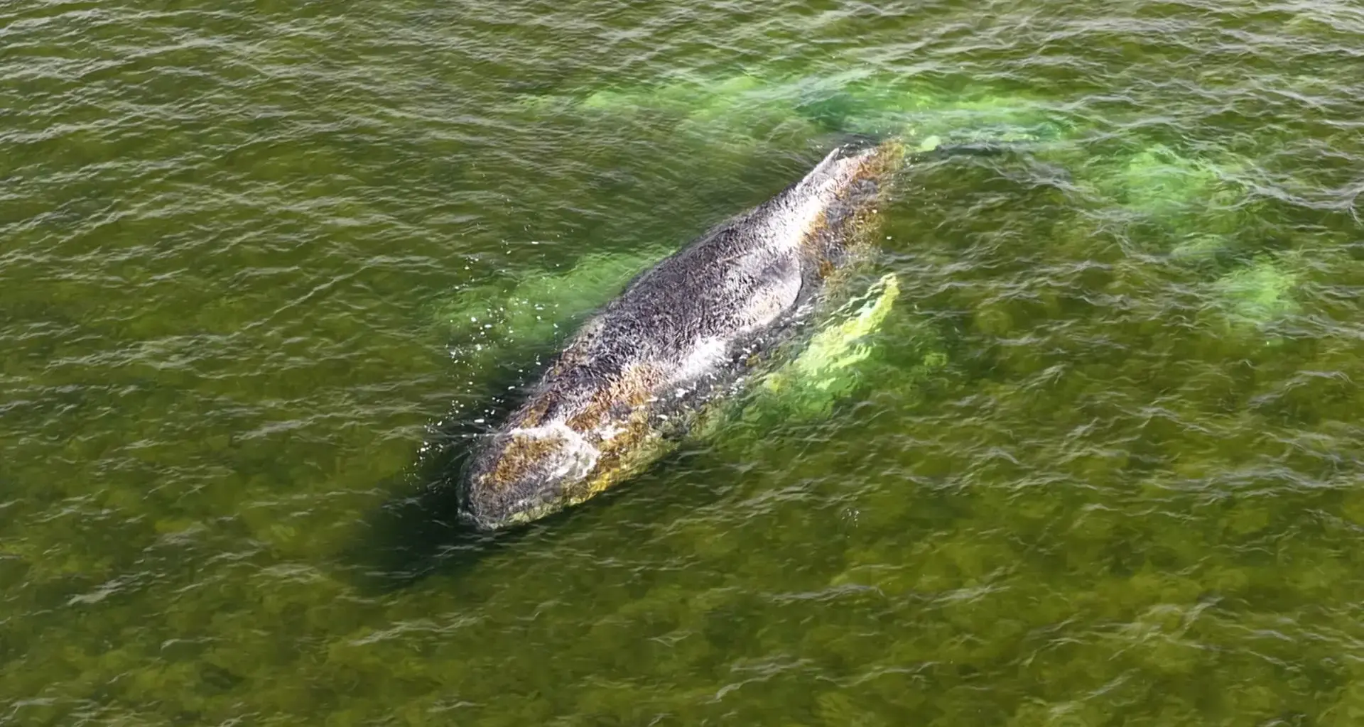 Liveticker: Verirrter Buckelwal in der Wismarer Bucht deutlich geschwächt