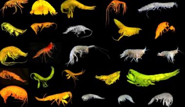 Scientists Just Discovered an Amazing New Superfamily of Creatures Deep in the Ocean – Mother Jones