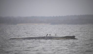 Fears for stranded humpback whale grow again amid signs of injury