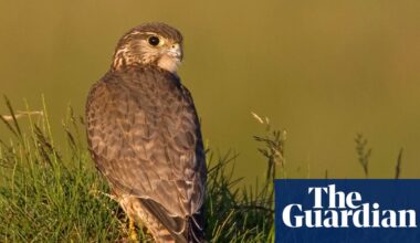 UK’s smallest bird of prey among 200 species at risk of extinction, study finds | Climate crisis
