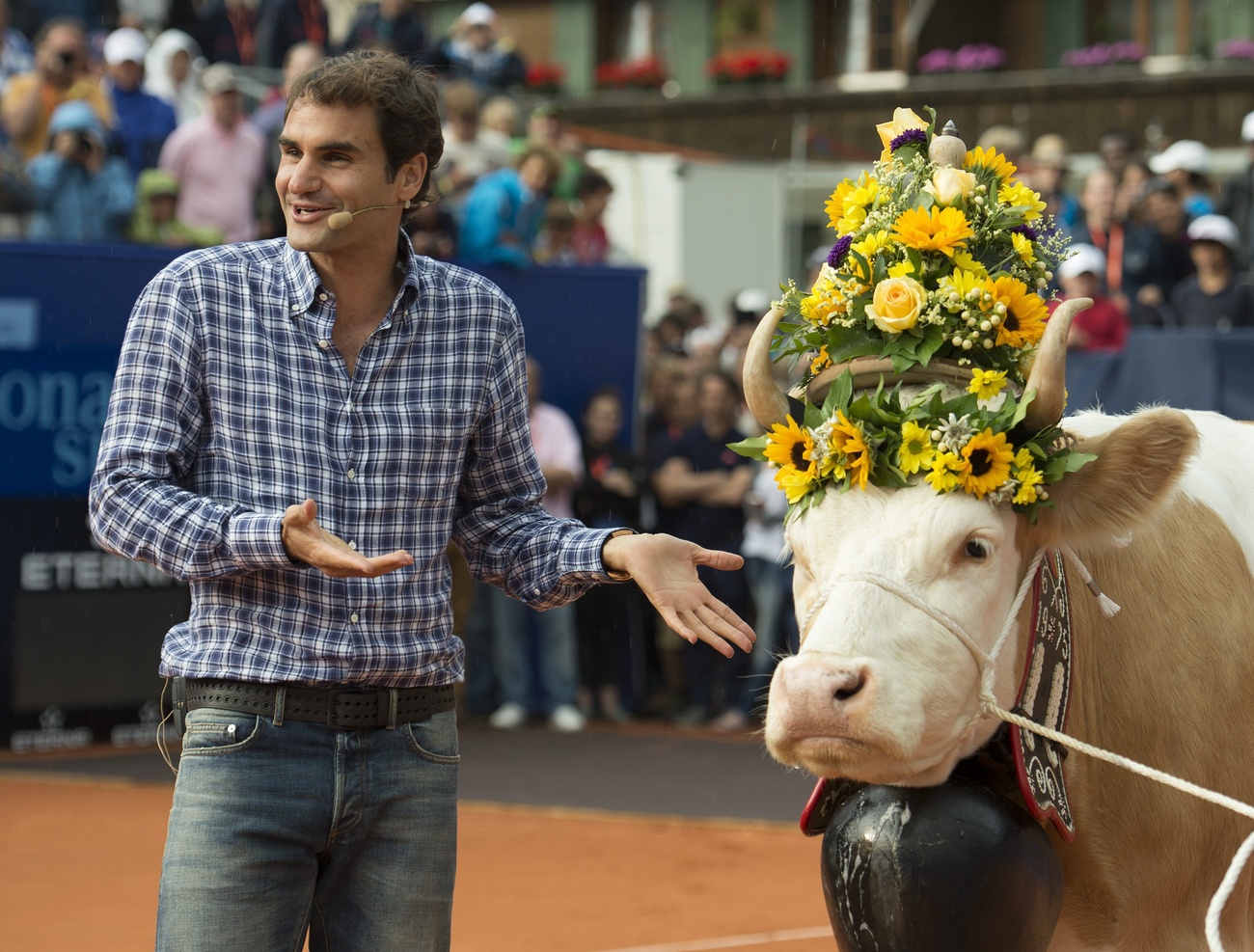 Roger Federer next to a cow.