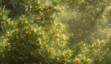 Tree pollen ramps up across central North Carolina