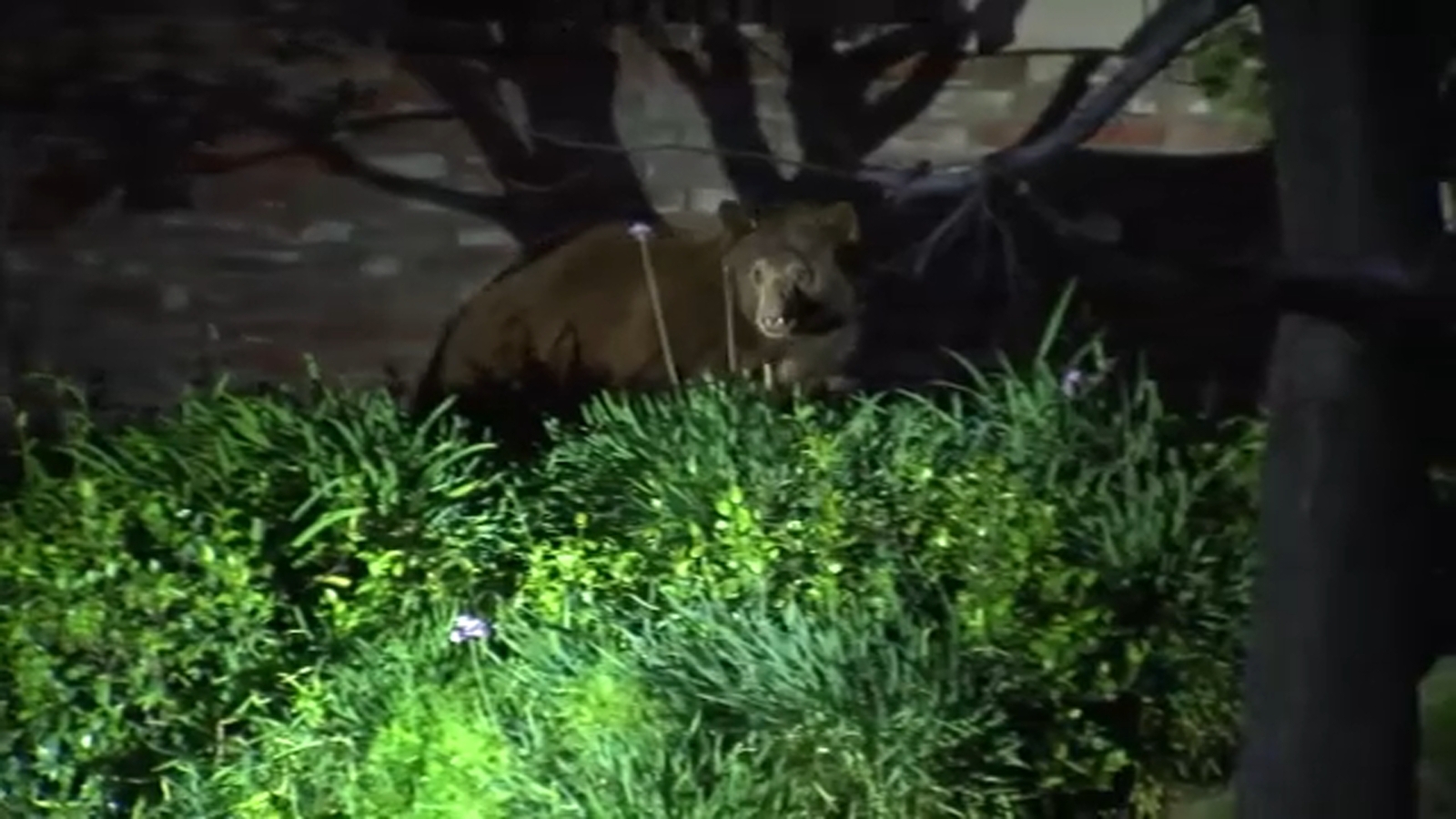 California Department of Fish and Wildlife euthanizes Monrovia bear after clawing at woman walking her dog, city says