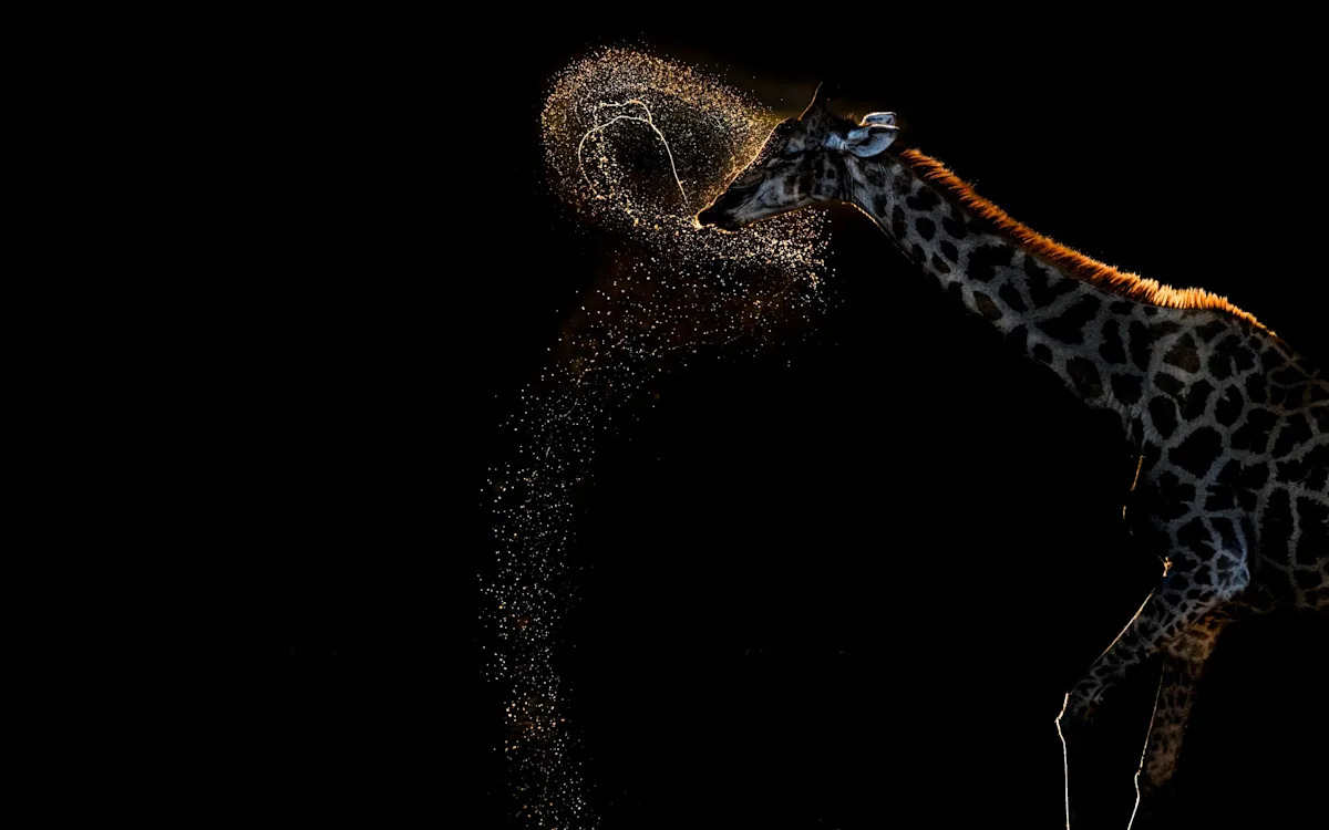 ‘Moment of magic’: S’pore resident’s photo of giraffe near water’s edge wins global award
