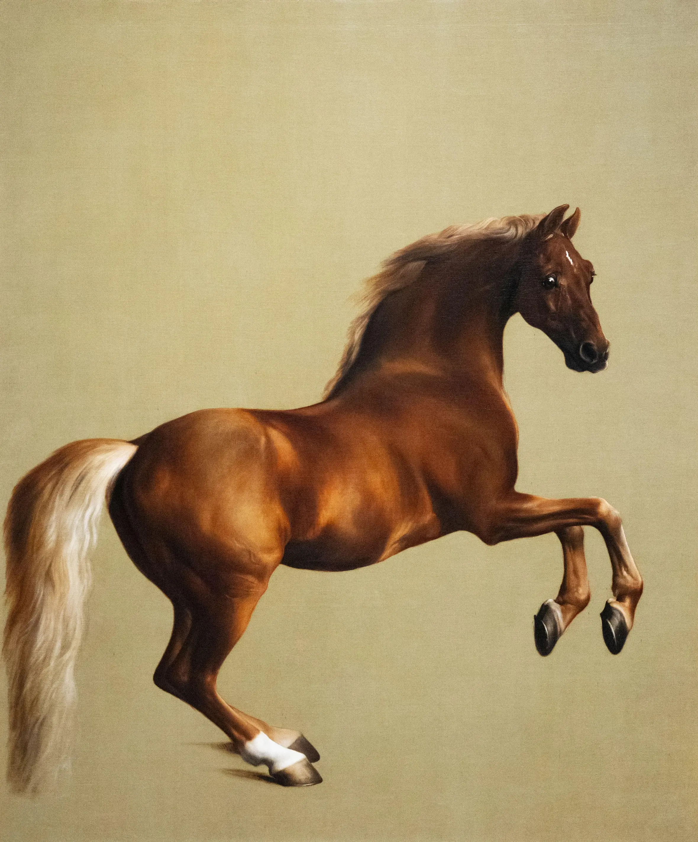 Illustration of Whistlejacket, a chestnut horse rearing on its hind legs.