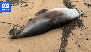 Dolphins and a seal found dead on Eyre Peninsula beaches