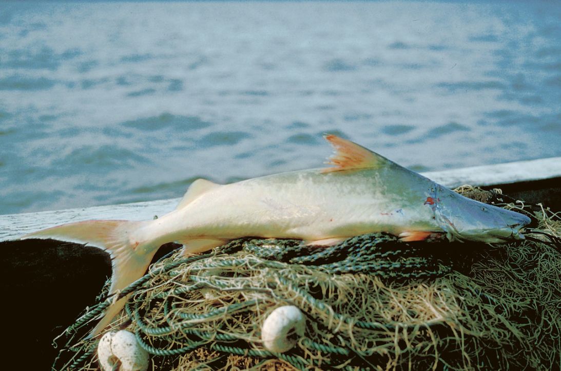 The dorado, or gilded catfish, is named for its silver-gold scaleless skin.