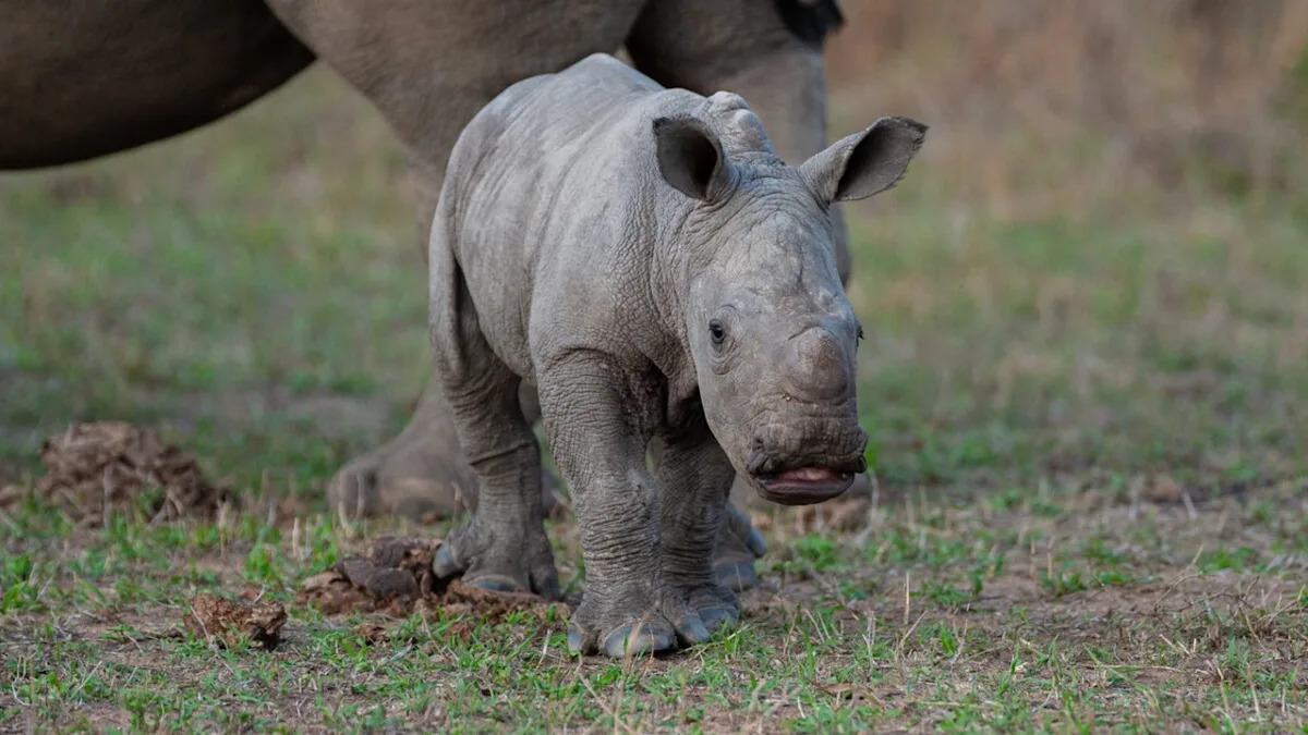 Adorable Rhino Baby’s Reaction To Meeting His First Giraffe Is Priceless