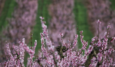 Peach blossom wave pulls visitors to Spain’s spring landscape