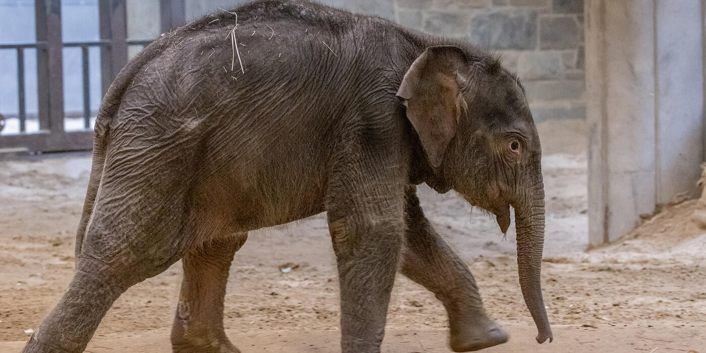 Asian elephant calf Linh Mai explores the Elephant Community Center. (Brett Kuxhausen/Smithsonian)