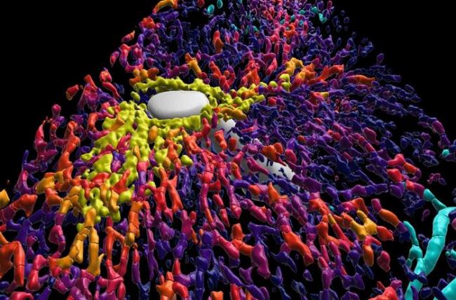 Close-up of a reconstructed human liver lobule in 3D.