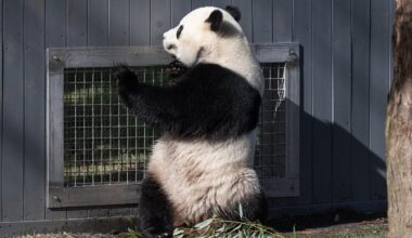 Male giant panda Bao Li looks for female Qing Bao at the "howdy" mesh between their habitats. (Brett Kuxhausen/Smithsonian)