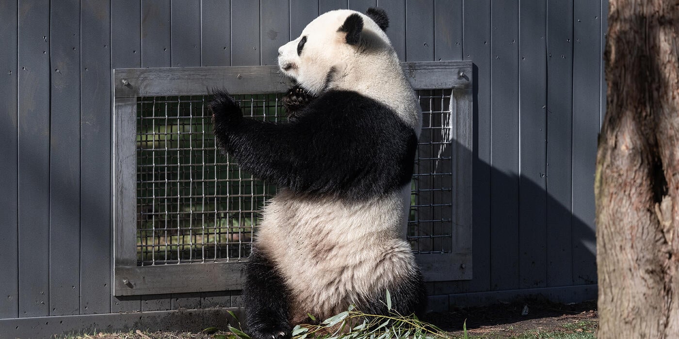Male giant panda Bao Li looks for female Qing Bao at the "howdy" mesh between their habitats. (Brett Kuxhausen/Smithsonian)