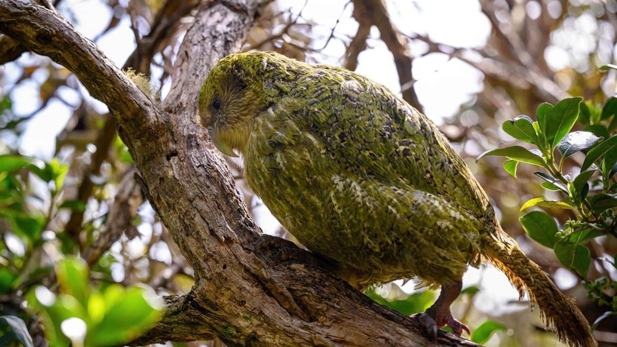 Kākāpō known as Boss. The image shows a side view of a kakapo standing on a tree branch.
