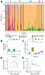 Relative community composition of Strongyloides HVR-IV-18S rRNA haplotypes across examined hosts in study of Strongyloides genetic diversity among humans, dogs, and nonhuman primates, Dzanga-Sangha Protected Areas, Central African Republic, 2016–2022. A) Relative abundance of haplotypes shown as color panels; each column represents a single sample. B) Boxplot showing the α diversity of Strongyloides HVR-IV 18S rRNA haplotypes, represented by the number of ASVs per sample (dots) grouped by host species. C) Boxplot showing the α diversity of Strongyloides cox1 haplotypes represented by the number of ASVs per sample (dots) grouped by host species. D) Beta diversity of Strongyloides HVR-IV 18S rRNA haplotype communities, based on Bray-Curtis ecologic distances (relative abundance of reads), visualized using principal coordinate analysis ordination diagrams. E) Principal coordinate analysis showing the β diversity of Strongyloides cox1 haplotypes. Color silhouettes (A-C) and data points (D, E) indicate host species: light green, human; olive green, dog; blue, gorilla; red, chimpanzee; violet, mangabey. ASV, amplicon sequencing variant; HVR-IV, hypervariable region IV.