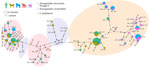 Median-joining Strongyloides haplotype network for the mitochondrial cox1 gene studied in various host species in study of Strongyloides genetic diversity among humans, dogs, and nonhuman primates, Dzanga-Sangha Protected Areas, Central African Republic, 2016–2022. Each circle represents 1 haplotype; circle size indicates the number of hosts harboring the respective haplotype. The colors inside the circles indicate the host species: light green, human; olive green, dog; blue, gorilla; red, chimpanzee; violet, mangabey. The hatch marks beside the branches indicate the number of mutation steps between the haplotypes. Missing haplotypes are indicated by small black circles. Shaded ovals indicate species/lineage type. ASV, amplicon sequencing variant.