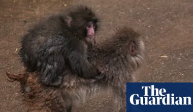 Social climber: Punch the monkey starts to outgrow his Ikea plushie | Japan