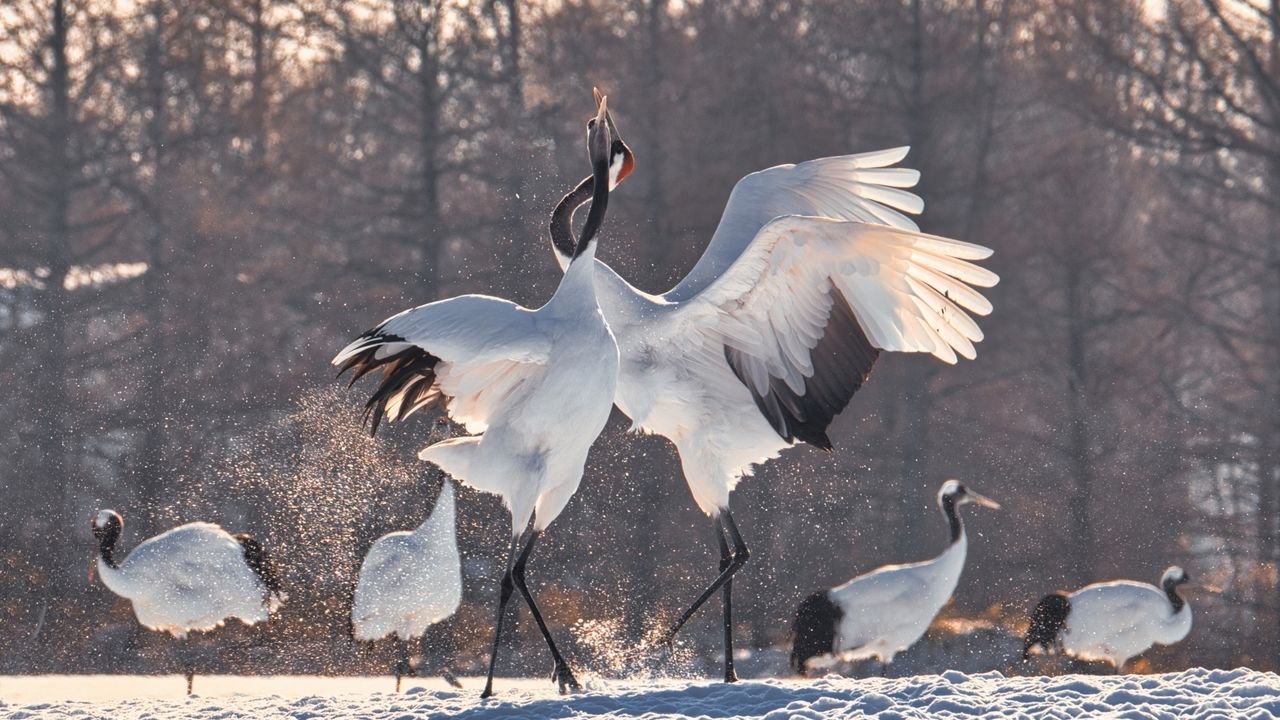 Japan’s Red-Crowned Crane No Longer a Threatened Species after Years of Conservation Efforts