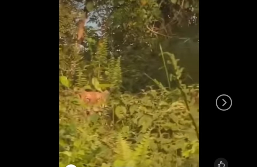 Tiger sighting in Kluang: Residents urged to stay alert after video near Kampung Rahmat (VIDEO)