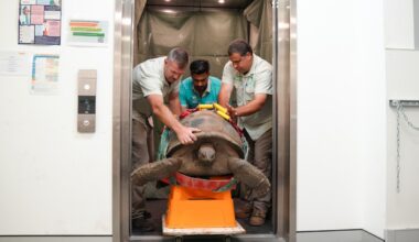 109-year-old tortoise gets a CT scan — and other news in pictures