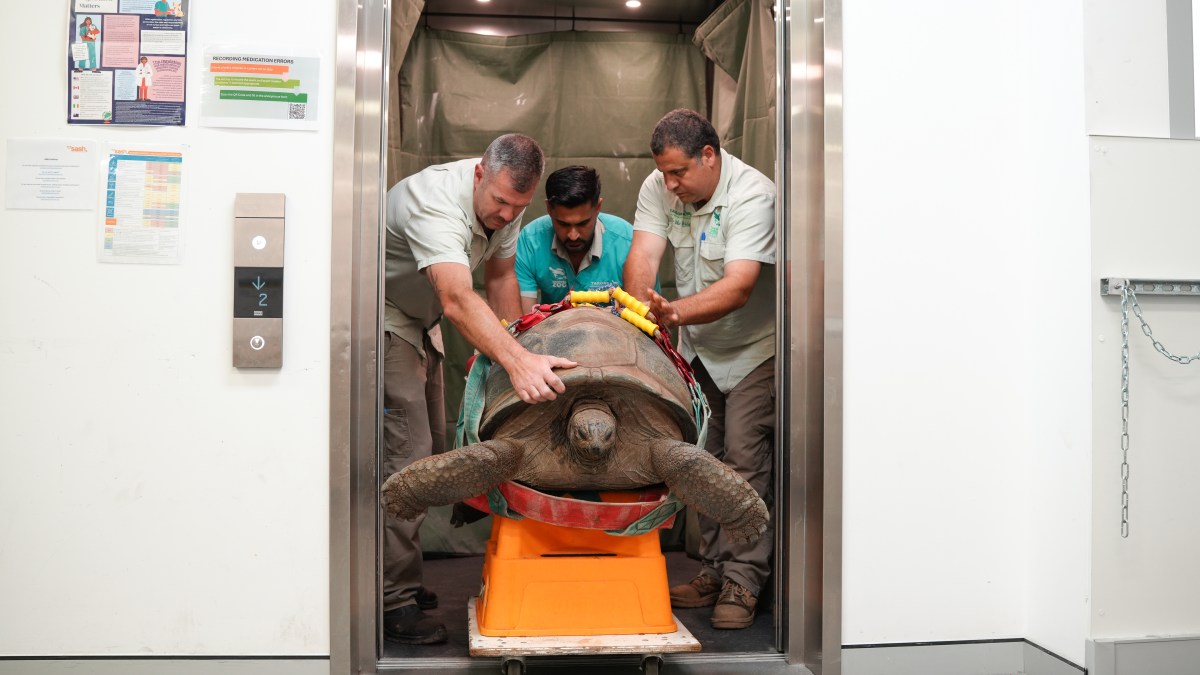 109-year-old tortoise gets a CT scan — and other news in pictures