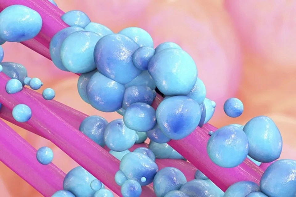 Colibactin is seen in the gut in this three-dimensional rendering.  Not everyone who has colibactin develops colorectal cancer (Social media)