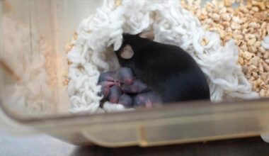 China's 'space mouse' births third healthy litter - news.cgtn.com