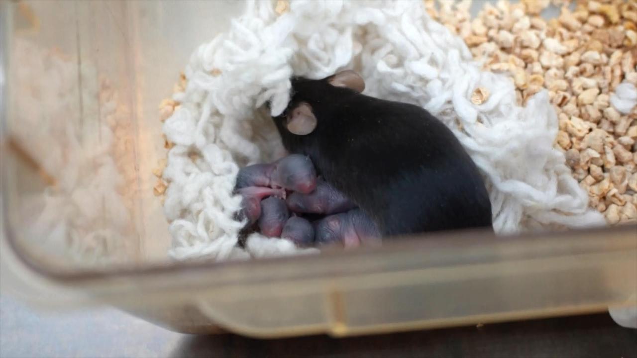 China's 'space mouse' births third healthy litter - news.cgtn.com