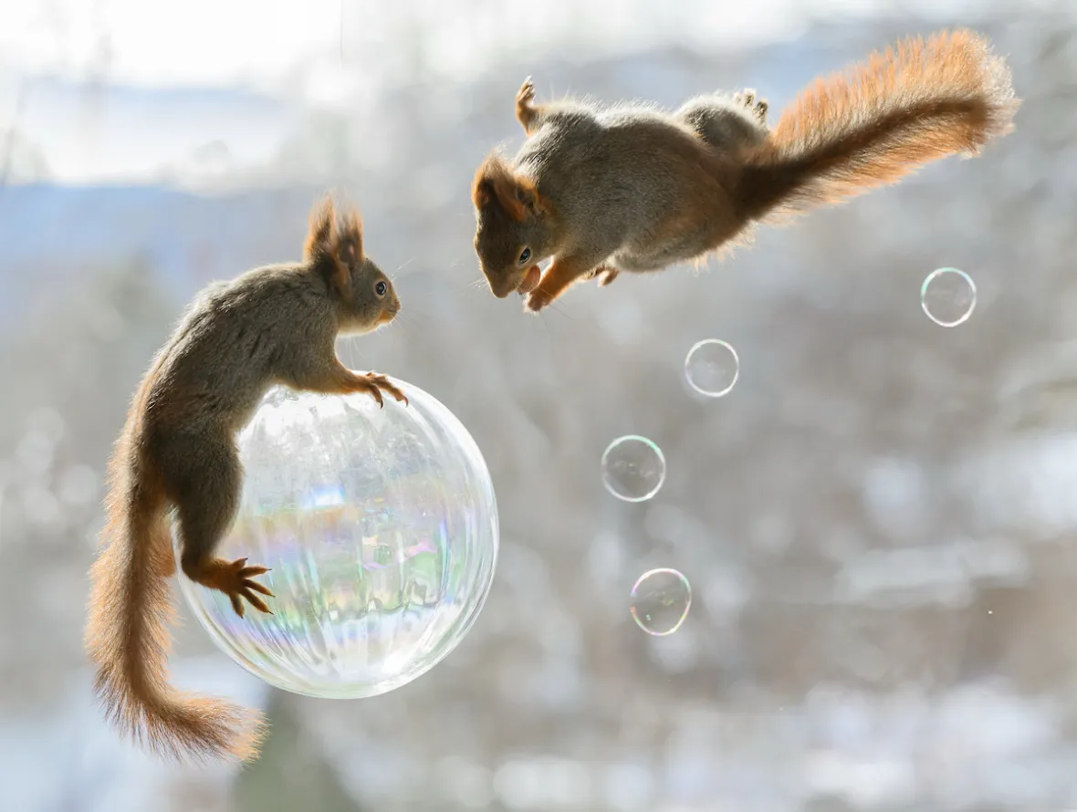 Bubble trouble: cheeky squirrels turn balcony bath time into spring soap opera