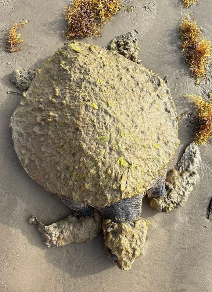 A rescue turtle covered in epibionts on Texas beachCredit: Gulf Center for Sea Turtle Research Facebook