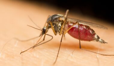 Scientists Discover Key Protein for Malaria Parasite