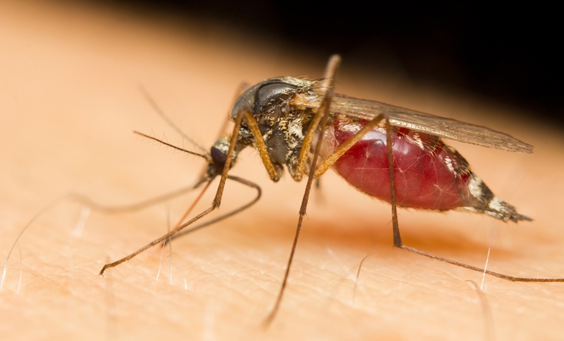Scientists Discover Key Protein for Malaria Parasite