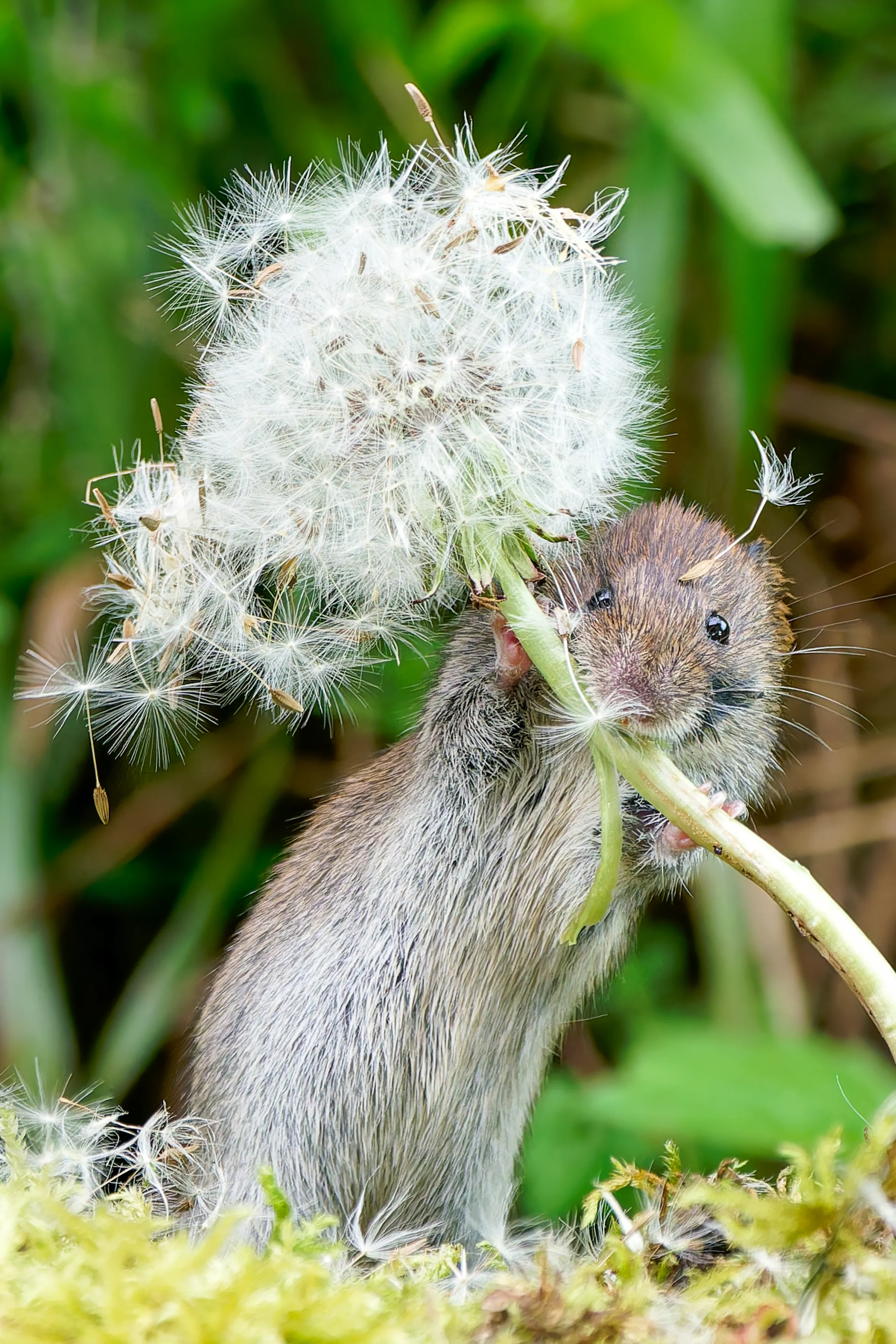 SNVole munches on a dandelion