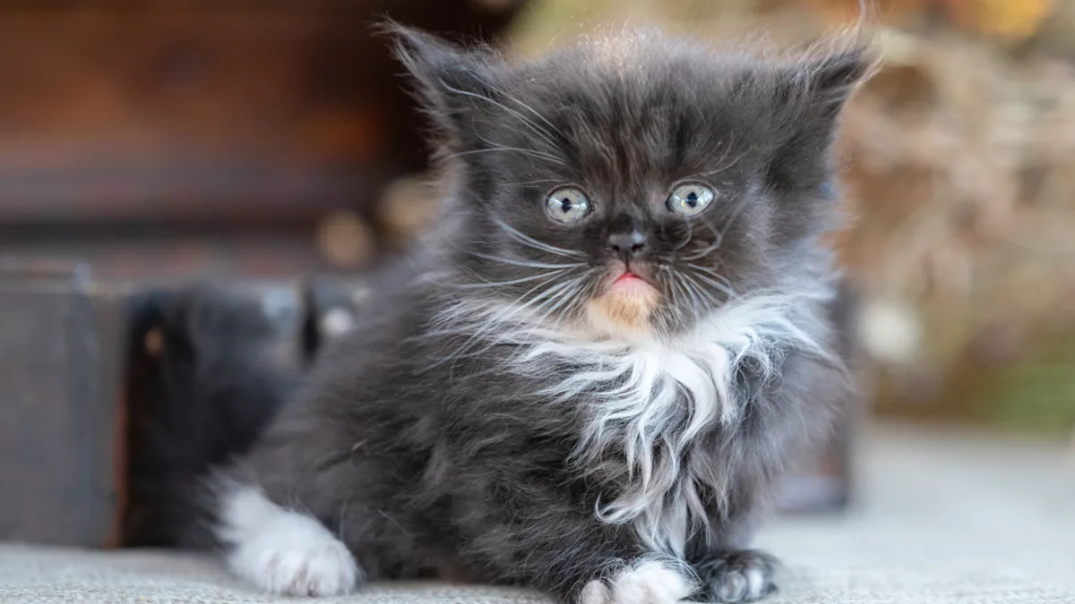 Yahoo lifestyle home