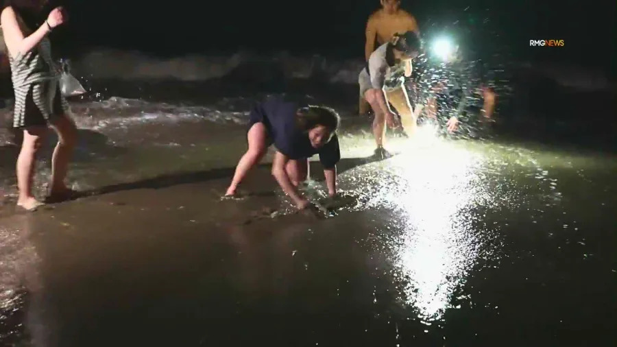 People catch grunion fish by hand at night during spawning run at Cabrillo Beach in San Pedro