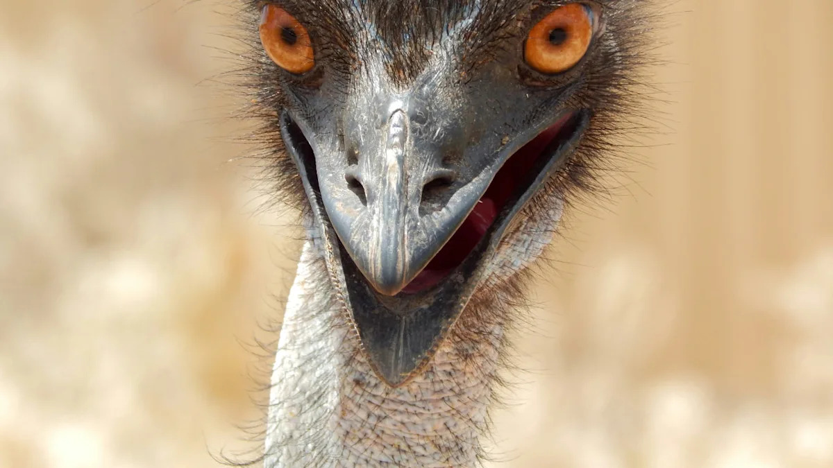 Emu Tries to Help Catch a Rooster and It Goes Exactly How You’d Expect