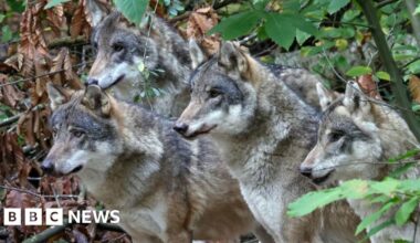 'Heartbroken' charity to review keeping wolves after cull - BBC